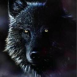 Dark Lupu