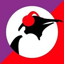 Pinguin Groove